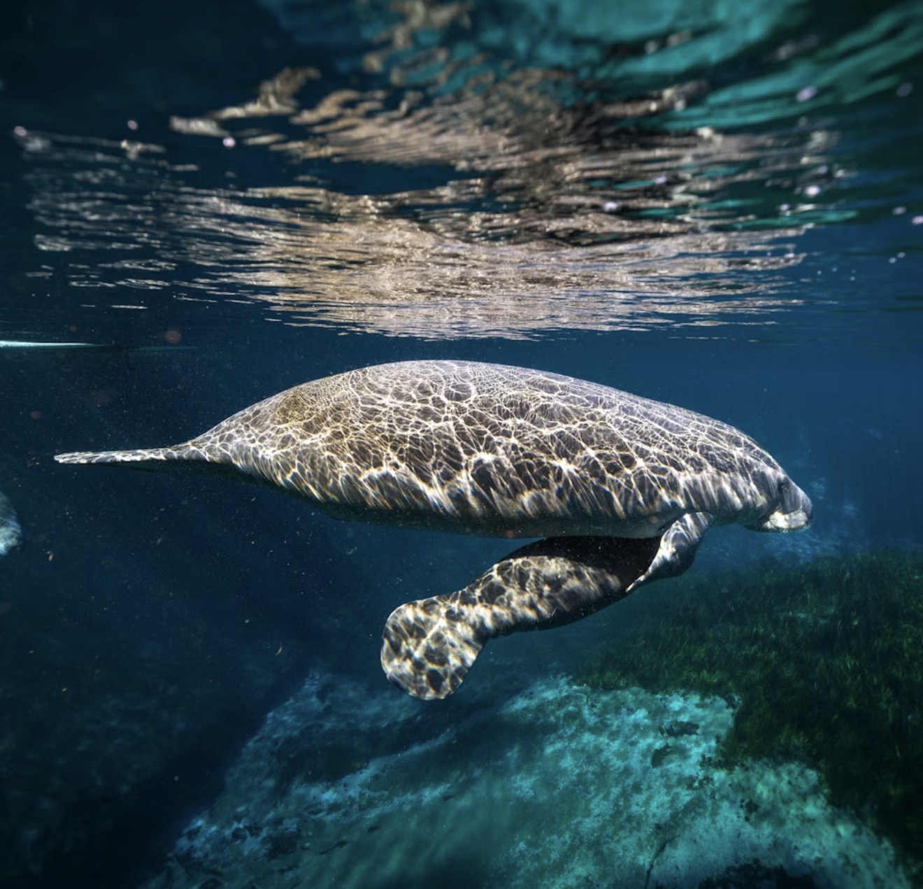 Manatee in Naples waters